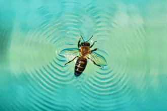 Giải mã khả năng ‘lướt ván’ siêu đẳng ở loài ong